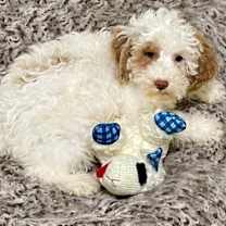 Thumbnail photo of BRET (ADORABLE !!) #3