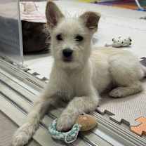 Thumbnail photo of Mindy #3