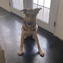 Thumbnail photo of Remi #2