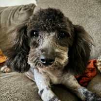 Thumbnail photo of Dutton #4