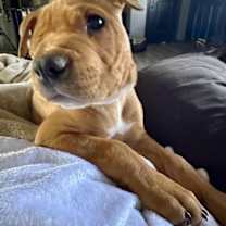 Thumbnail photo of Oden #1