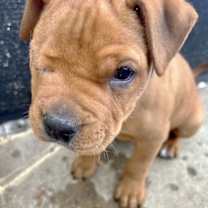 Thumbnail photo of Oden #3