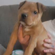 Thumbnail photo of Oden #4