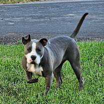 Thumbnail photo of Nova #3