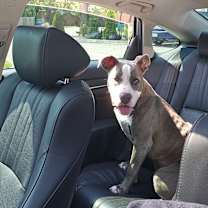 Thumbnail photo of Nova #4