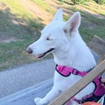 Thumbnail photo of Nova #1