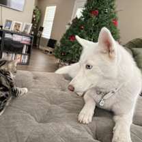 Thumbnail photo of Nova #2