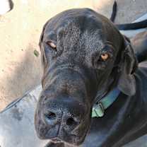 Thumbnail photo of Diesel #2