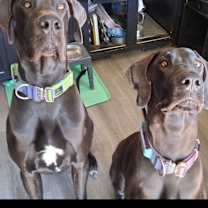 Thumbnail photo of Diesel #3