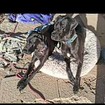 Thumbnail photo of Diesel #4