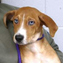 Thumbnail photo of Gingersnap (courtesy post) #1