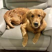 Thumbnail photo of Copper #2