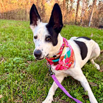 Thumbnail photo of Sharpie #3