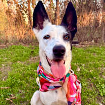 Thumbnail photo of Sharpie #4