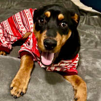 Thumbnail photo of Vixen #2