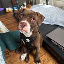 Thumbnail photo of Rayden #2