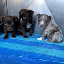 Thumbnail photo of Sugarplum Sparkles #3