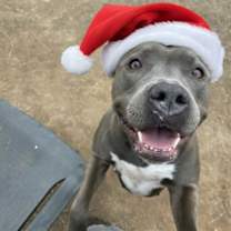 Thumbnail photo of Dior #3