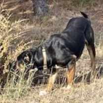 Thumbnail photo of Loki #3