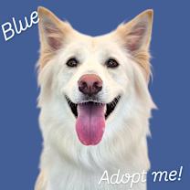 Thumbnail photo of BLUE #4