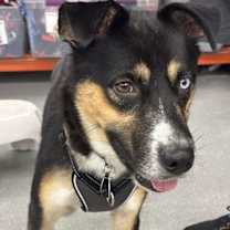 Thumbnail photo of Banjo #2