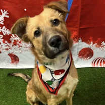 Thumbnail photo of Boots #4