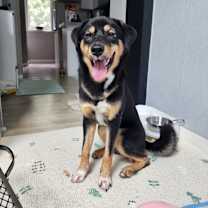 Thumbnail photo of OREO #3