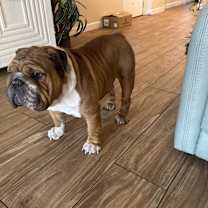 Thumbnail photo of Meatball #2