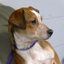 Thumbnail photo of Sugar Cookie (courtesy post) #2