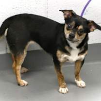 Thumbnail photo of Delilah (courtesy post) #2