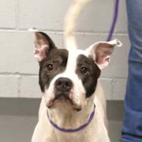 Thumbnail photo of Onyx (courtesy post) #1