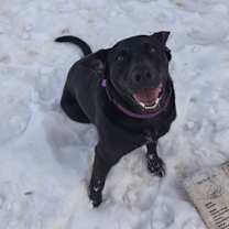 Thumbnail photo of Molly #14 #3