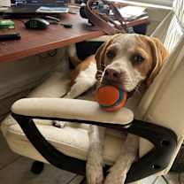 Thumbnail photo of Dexter #3