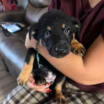 Thumbnail photo of Puppies #1