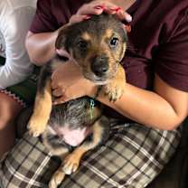 Thumbnail photo of Puppies #3