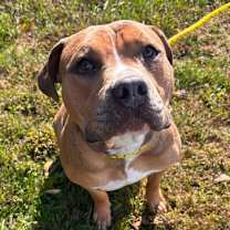 Thumbnail photo of Tim the Tool Man Taylor #1