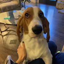 Thumbnail photo of Moose #4