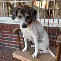 Thumbnail photo of Baron #2