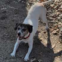 Thumbnail photo of Baron #4