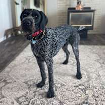 Thumbnail photo of Ruger #1