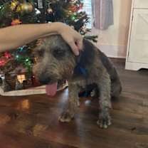 Thumbnail photo of Blue~ #1