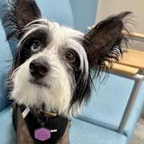 Thumbnail photo of Laslo #3