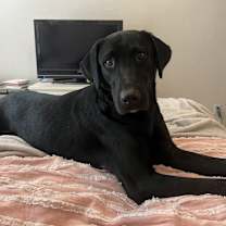 Thumbnail photo of Oliver #1