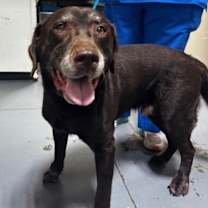 Thumbnail photo of 25-12-3718b Diesel #1