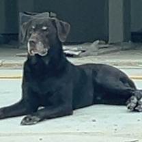 Thumbnail photo of 25-12-3718b Diesel #2