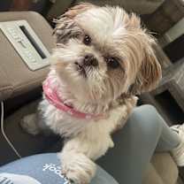 Thumbnail photo of Bella #1