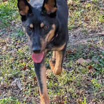 Thumbnail photo of OPAL #3