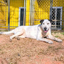 Thumbnail photo of Sadie #1