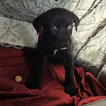 Thumbnail photo of Finnick #2