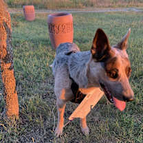 Thumbnail photo of Tex (Texas) #3